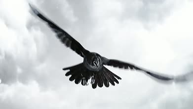 Heavy Wings of Destiny (feat. Emiliano Pasquinelli)